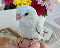 grey-parrotlet-for-sale