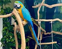 macaw-for-sale-in-berea-ky
