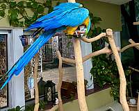blue-yellow-bird-for-sale-in-berea-ky