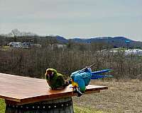 large-bird-for-sale-in-berea-ky