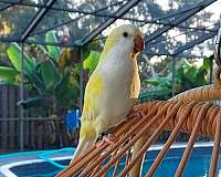 quaker-parrots-for-sale-in-bradenton-fl