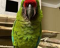 macaw-military-macaw-for-sale-in-berea-ky