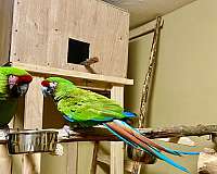 bird-parrot-eggs-in-berea-ky