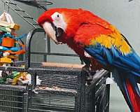scarlet-macaw-for-sale-in-center-valley-pa