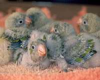 quaker-parrots-for-sale-in-dallas-tx