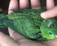 lineolated-parakeet-for-sale-in-pennsylvania