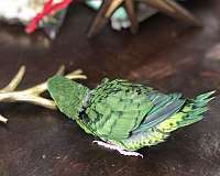 parakeet-lineolated-parakeet-for-sale-in-pennsylvania