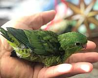 mixed-bird-for-sale