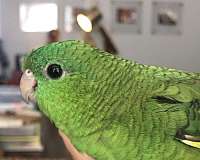 lineolated-parakeet-for-sale