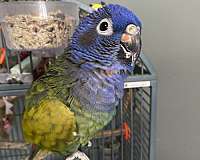 blue-headed-pionus-parrots-for-sale-in-boise-id