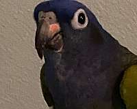 tame-blue-headed-pionus-parrots-for-sale