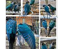 bird-for-sale-in-dade-city-fl