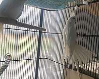 cockatiel-for-sale