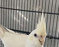 mixed-bird-for-sale