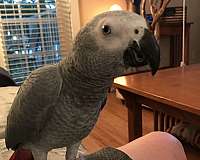 grey-congo-african-grey-parrot-for-sale