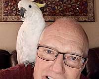 sulpher-crested-cockatoo-for-sale-in-fort-lauderdale-fl