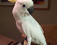 tumbler-sulpher-crested-cockatoo-for-sale
