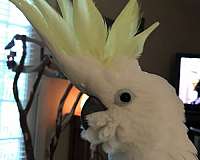 tame-bird-for-sale-in-fort-lauderdale-fl