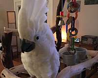 bird-parrot-for-sale-in-fort-lauderdale-fl