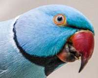 parrot-for-sale-in-st-paul-tx