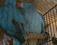 ringneck-parakeet-for-sale-in-center-valley-pa