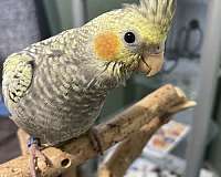 cockatiel-for-sale