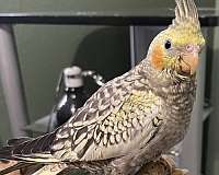 small-cockatiel-for-sale