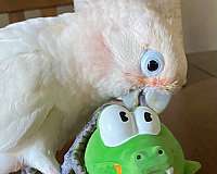 goffin-cockatoo-for-sale-in-east-norriton-pa