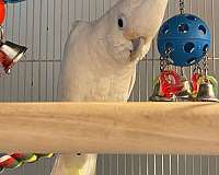 white-bird-for-sale-in-east-norriton-pa