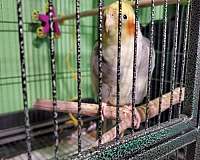 pied-cute-singing-bird-for-sale