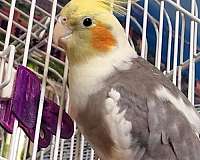 white-cute-singing-bird-for-sale
