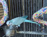 blue-quaker-parrots-for-sale