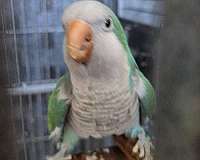 quaker-parrots-for-sale