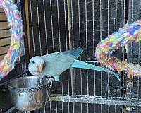 blue-bird-for-sale