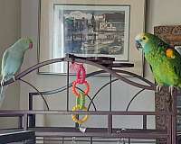 companion-bird-for-sale-in-middletown-ri