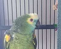 cute-bird-for-sale-in-middletown-ri