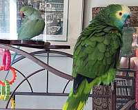 pet-bird-for-sale-in-middletown-ri