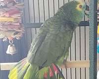 playful-bird-for-sale-in-middletown-ri