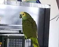 quiet-bird-for-sale-in-middletown-ri