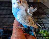 young-parakeet-for-sale