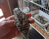 parakeet-for-sale-in-tampa-fl