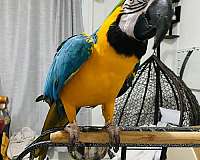 young-macaw-parrot-for-sale