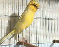 yellow-canary-for-sale