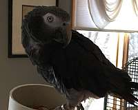 african-grey-parrot-for-sale-in-avon-in