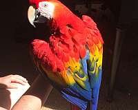 playful-talking-scarlet-macaw-for-sale