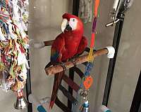 macaw-scarlet-macaw-for-sale-in-north-carolina