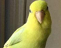 pacific-parrotlet-for-sale-in-warwick-ri