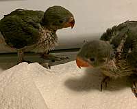cute-bird-for-sale-in-center-valley-pa