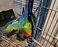 adult-bird-for-sale-in-snohomish-wa