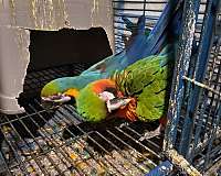 blue-gold-bonded-pair-quiet-bird-for-sale